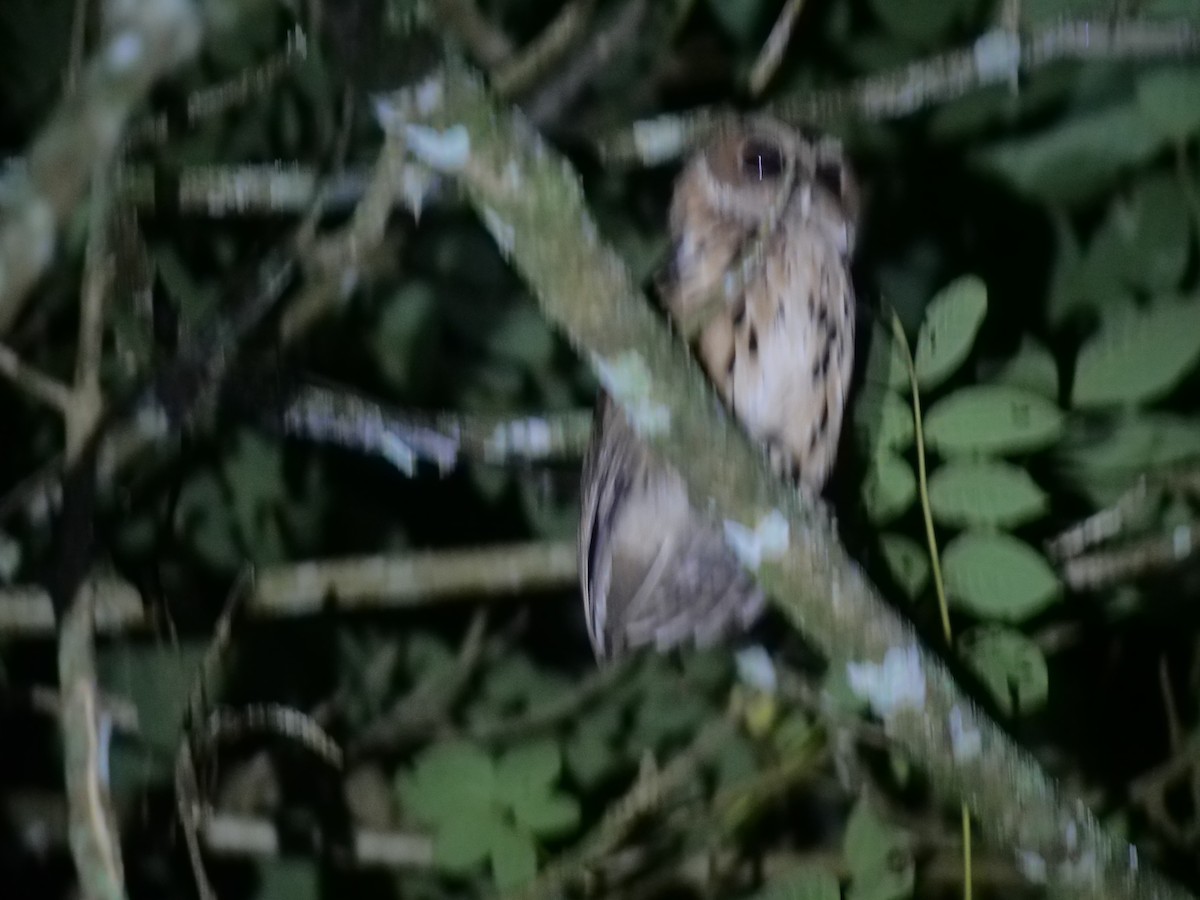 Giant Scops-Owl - ML632035344