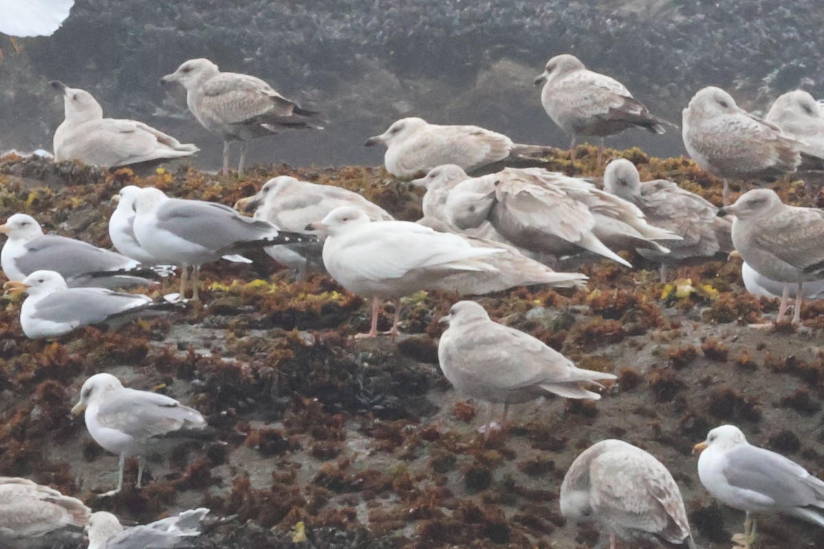 Glaucous Gull - ML632035345