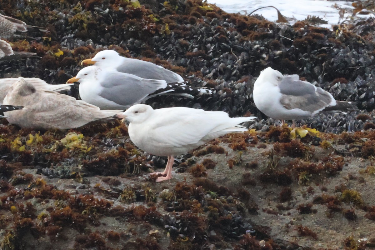 Glaucous Gull - ML632035346