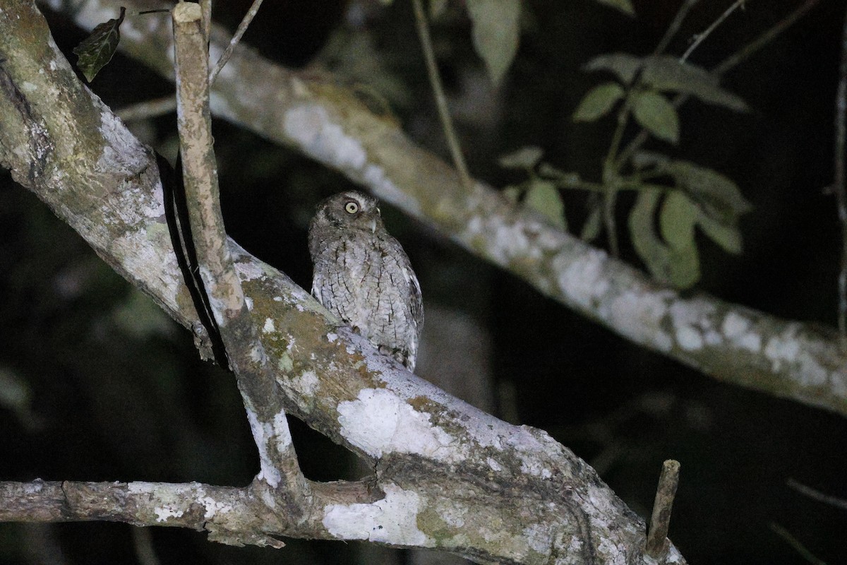 Middle American Screech-Owl (Middle American) - ML632035352