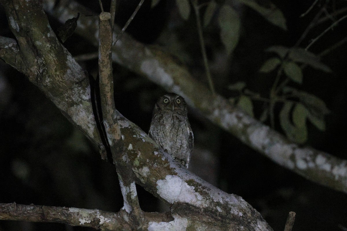 Middle American Screech-Owl (Middle American) - ML632035378