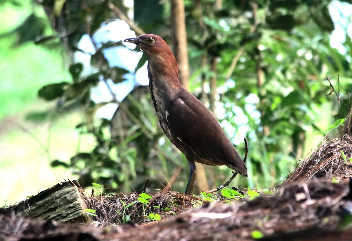 Japanese Night Heron - ML632035394
