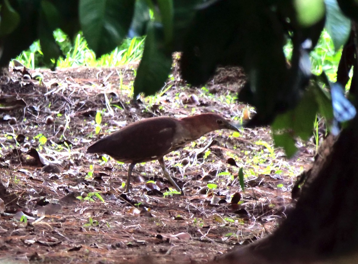 Japanese Night Heron - ML632035395