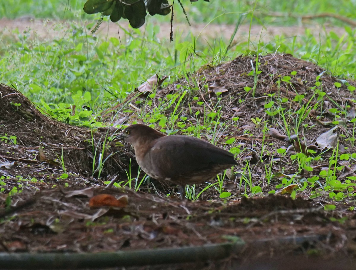 Japanese Night Heron - ML632035397