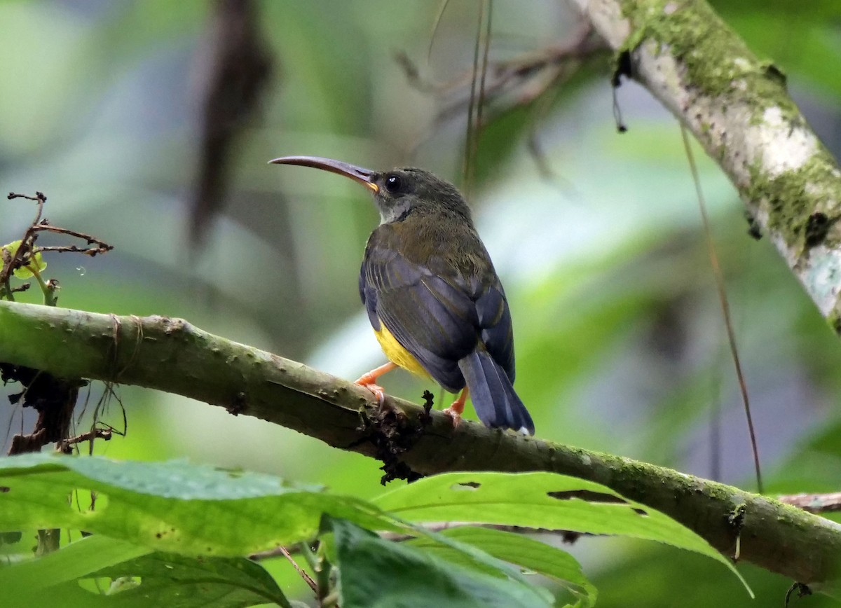 Orange-tufted Spiderhunter - ML632035410