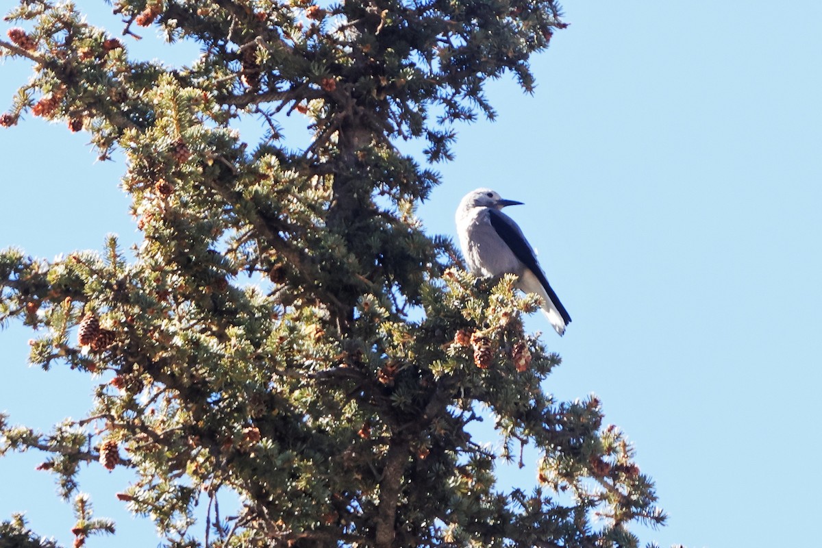 konglekråke - ML632035430