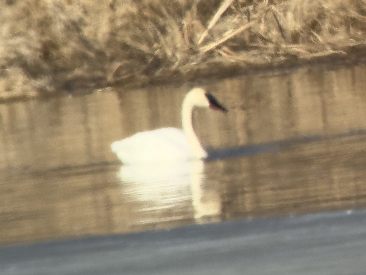 Trumpeter Swan - ML632035488