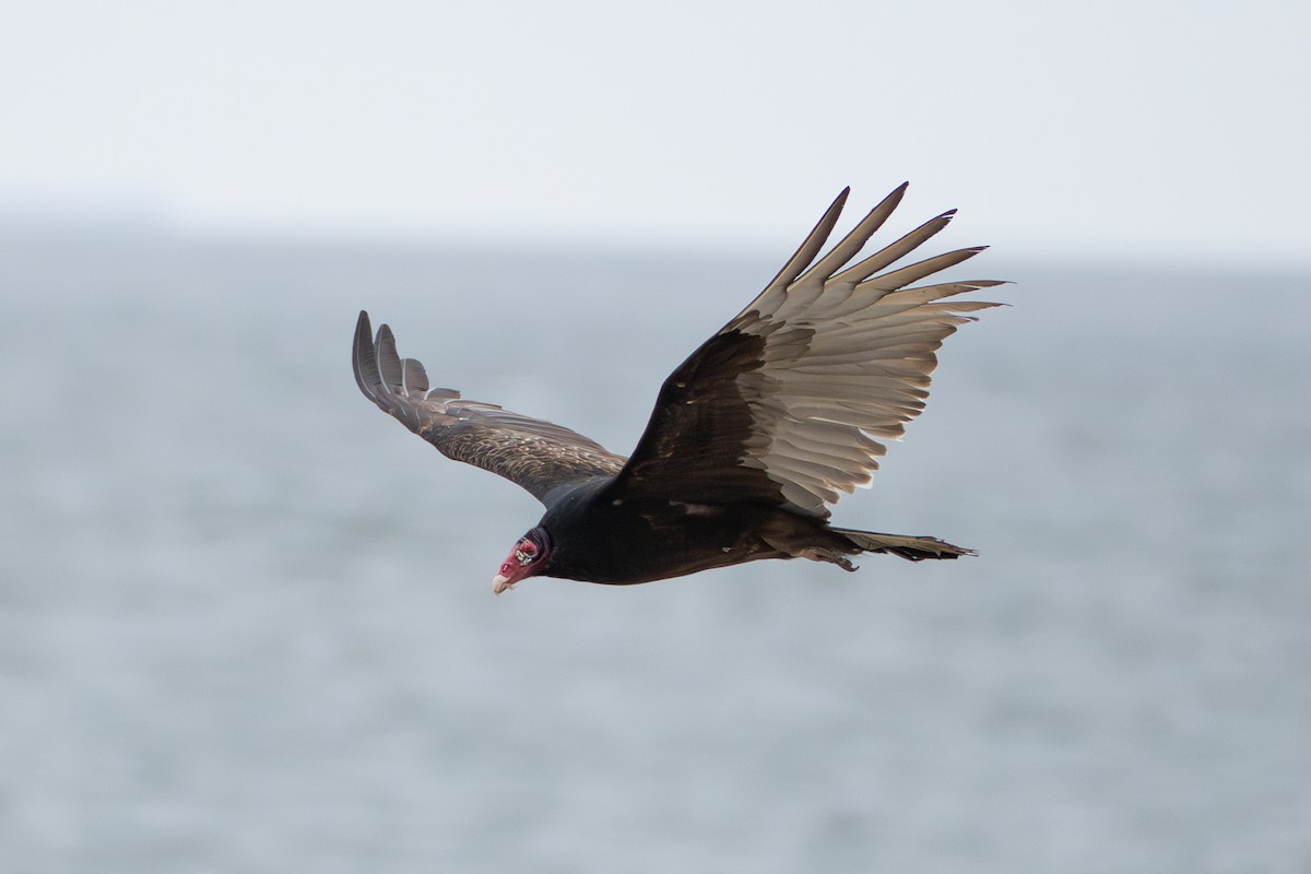 Turkey Vulture - ML632035561
