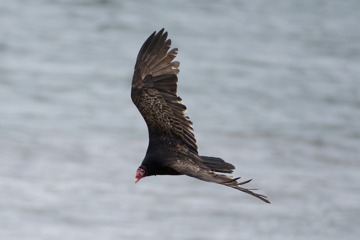 Turkey Vulture - ML632035564