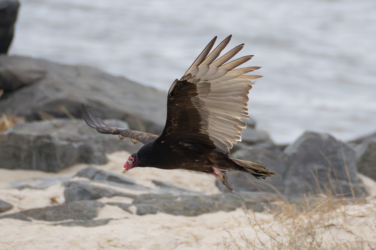 Turkey Vulture - ML632035569