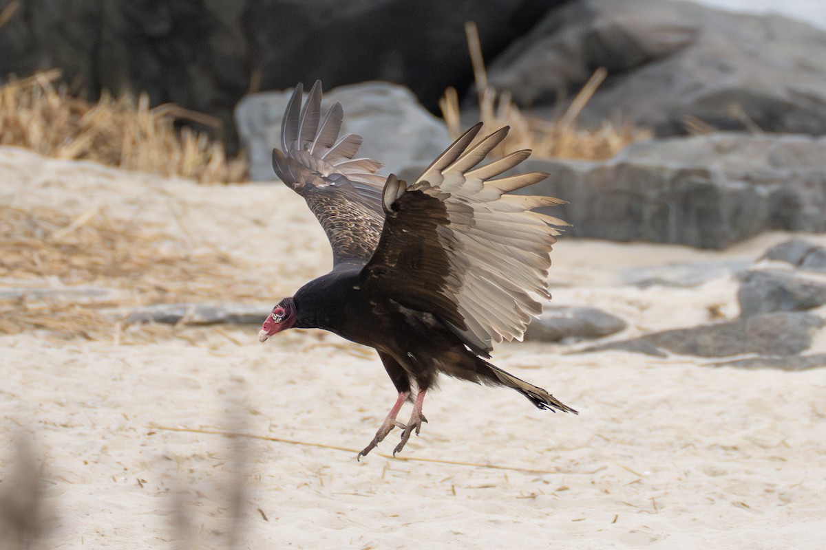 Turkey Vulture - ML632035570