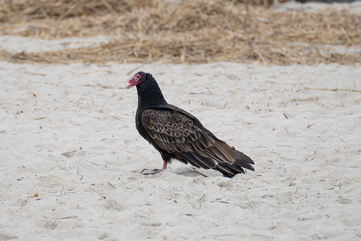 Turkey Vulture - ML632035573