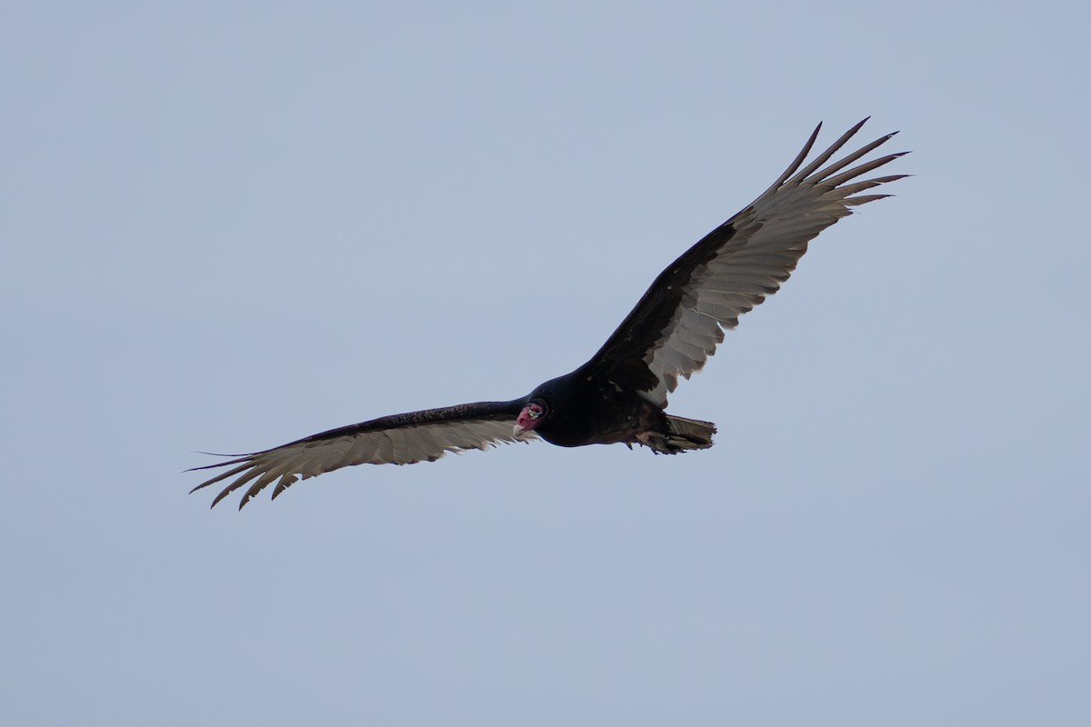 Turkey Vulture - ML632035581