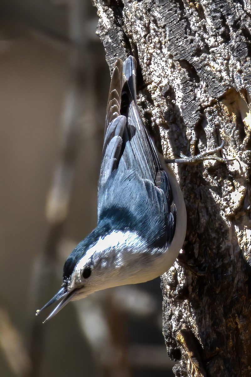 White-breasted Nuthatch (Interior West) - ML632035582