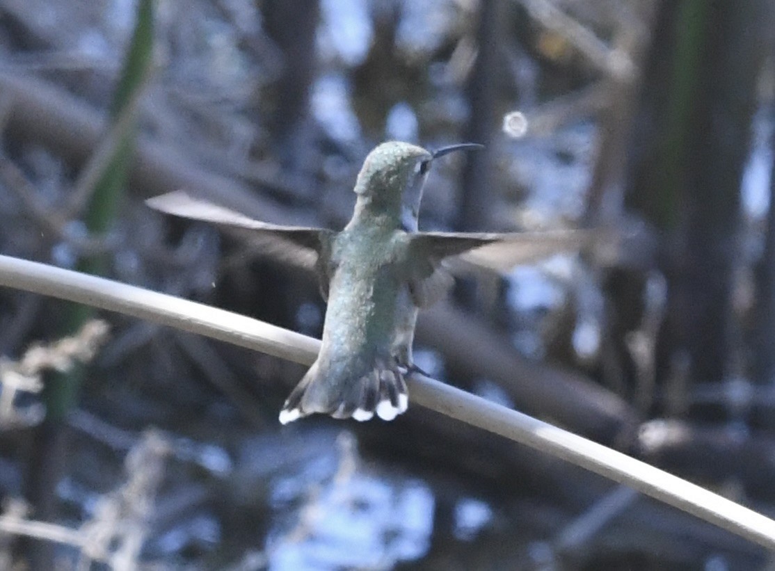 Black-chinned Hummingbird - ML632035741