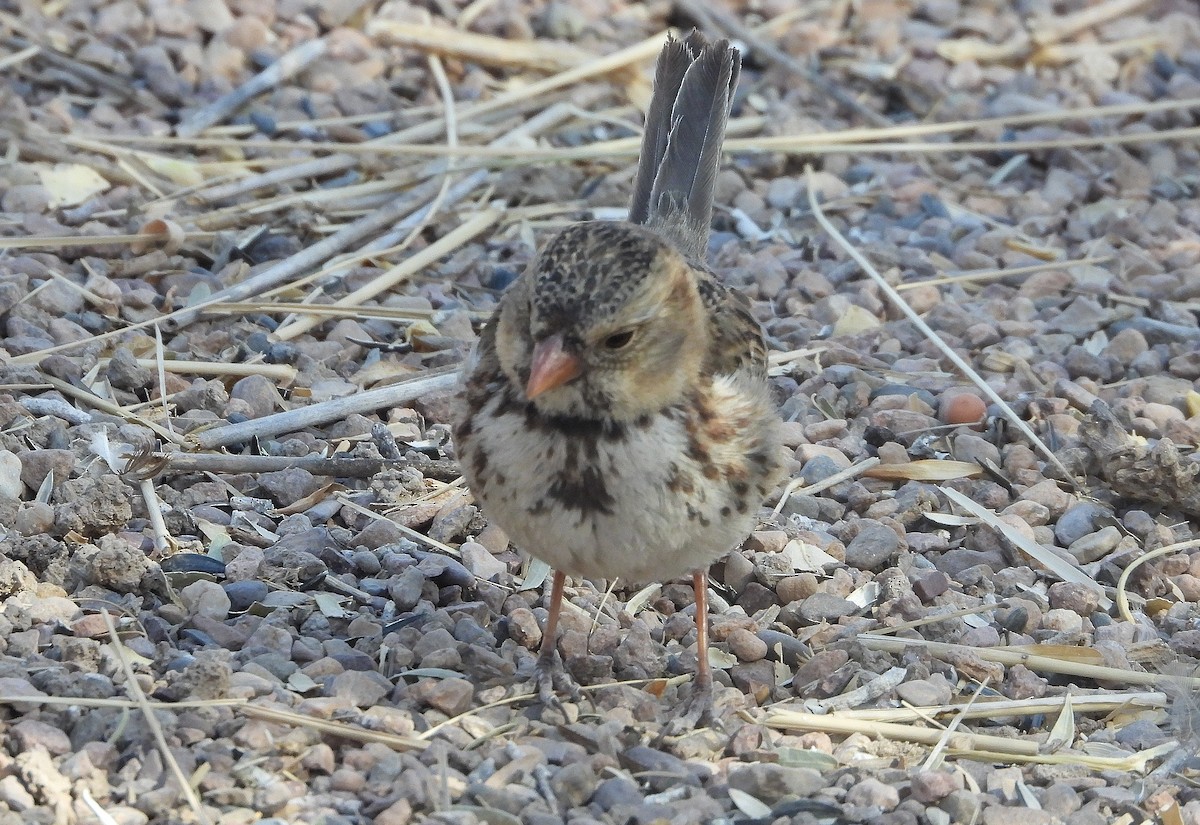 Harris's Sparrow - ML632035787