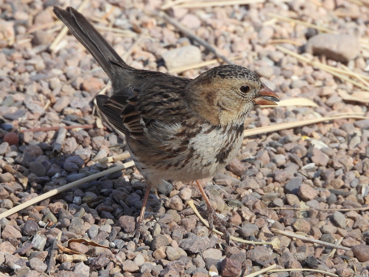 Harris's Sparrow - ML632035788
