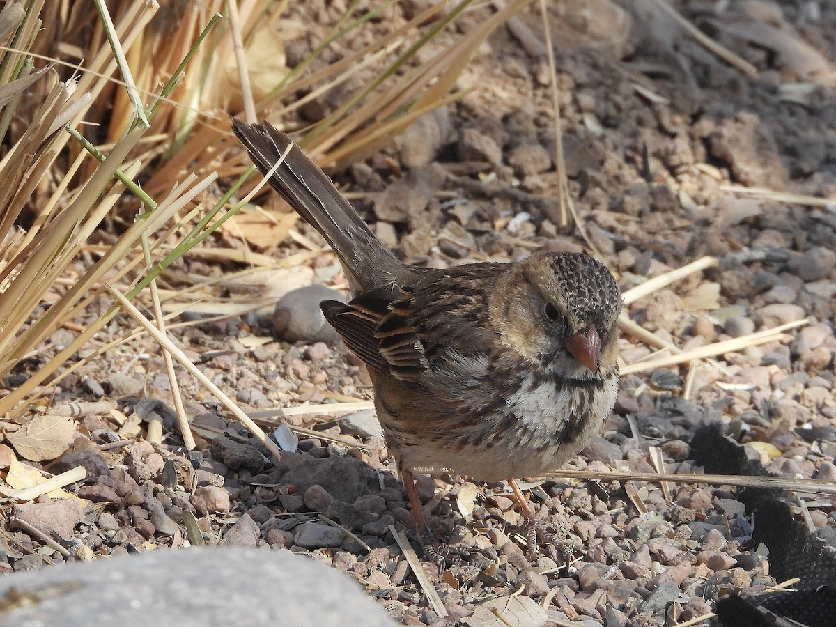 Harris's Sparrow - ML632035789