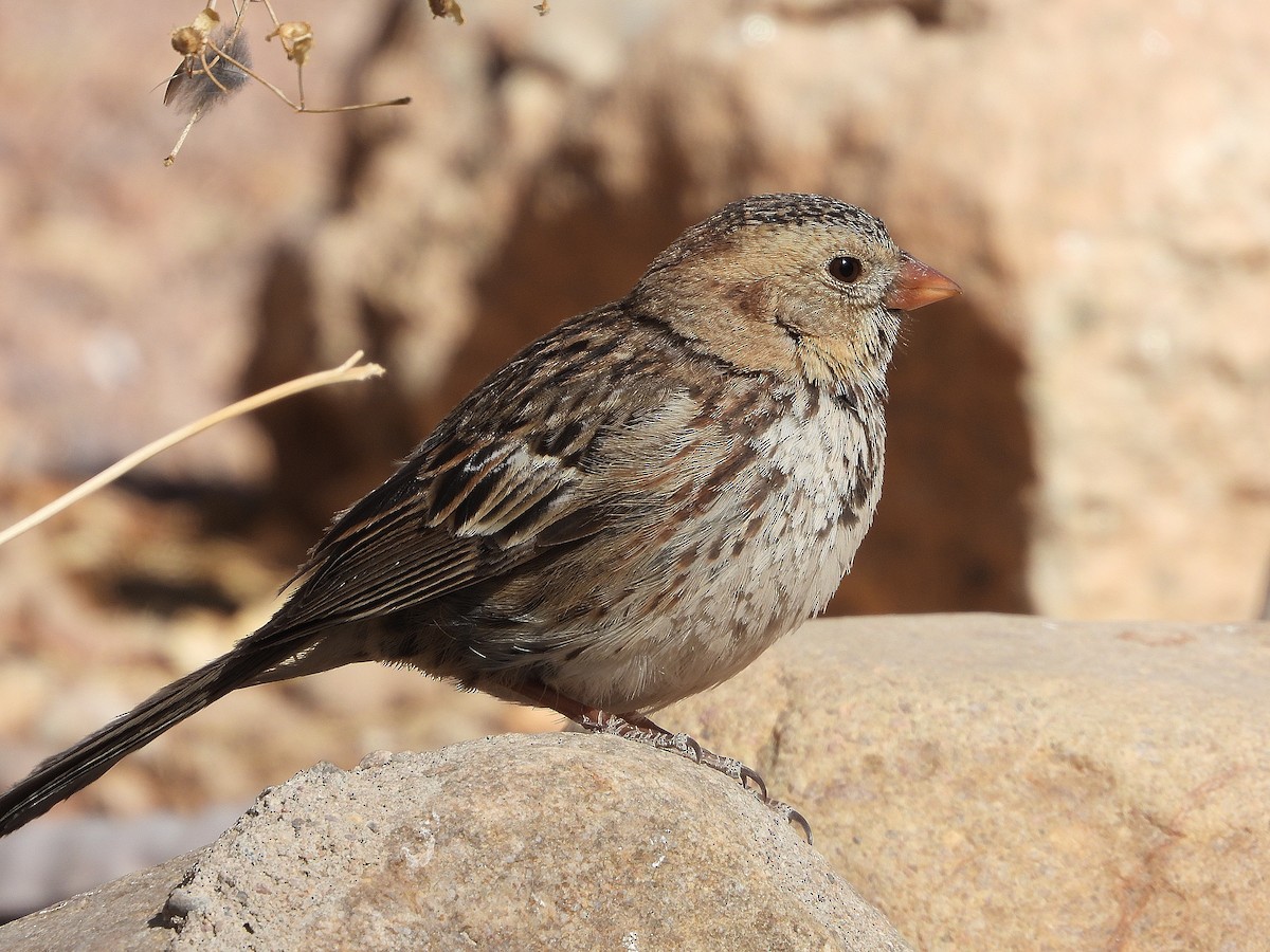 Harris's Sparrow - ML632035790