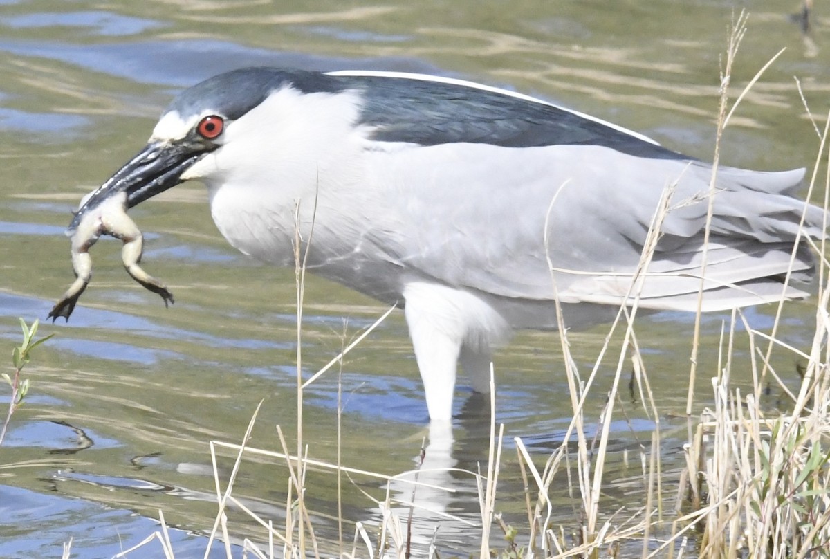 Black-crowned Night Heron - ML632035812