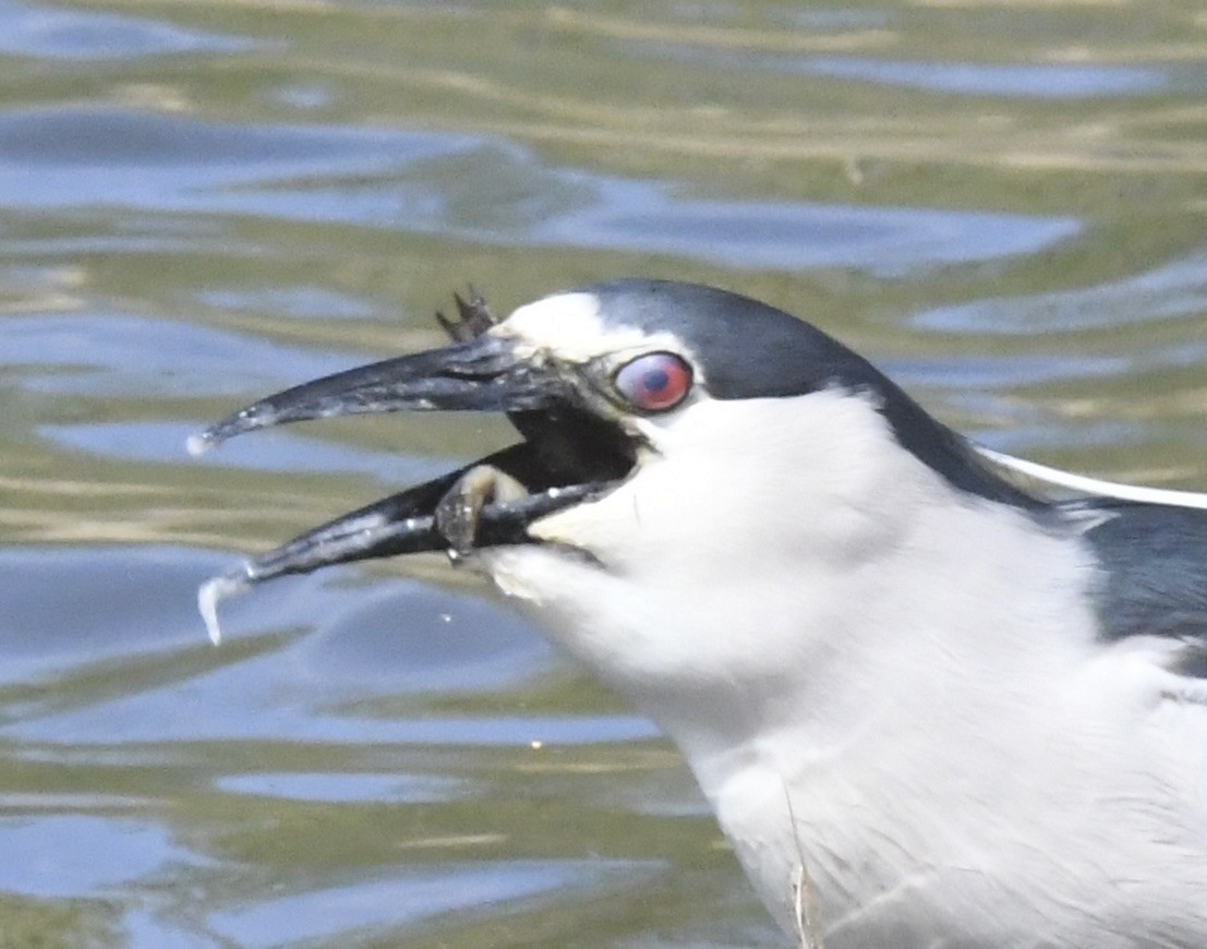 Black-crowned Night Heron - ML632035817