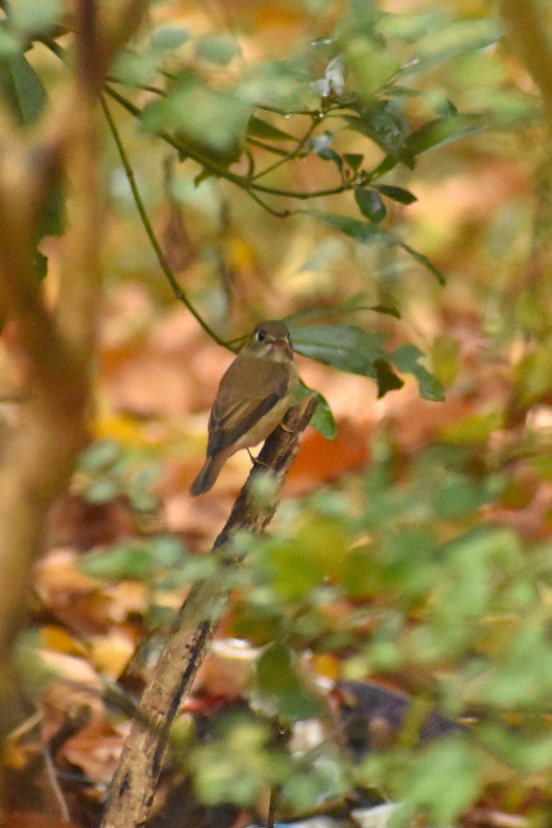 Brown-breasted Flycatcher - ML632036018