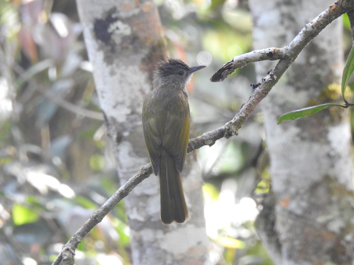 Mountain Bulbul - ML632036413
