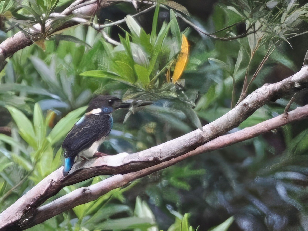 Malaysian Blue-banded Kingfisher - ML632036554
