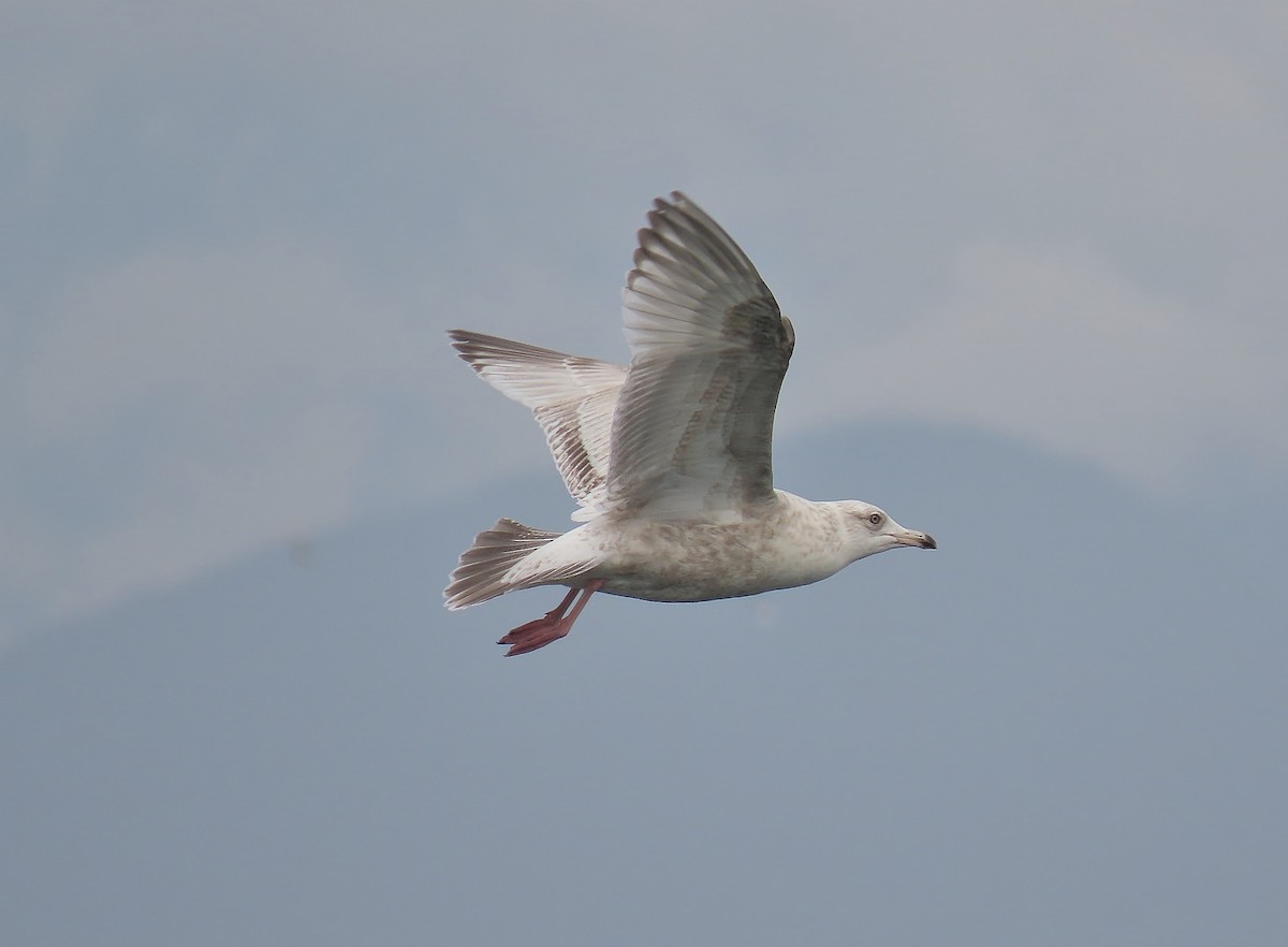 American Herring x Glaucous Gull (hybrid) - ML632036634