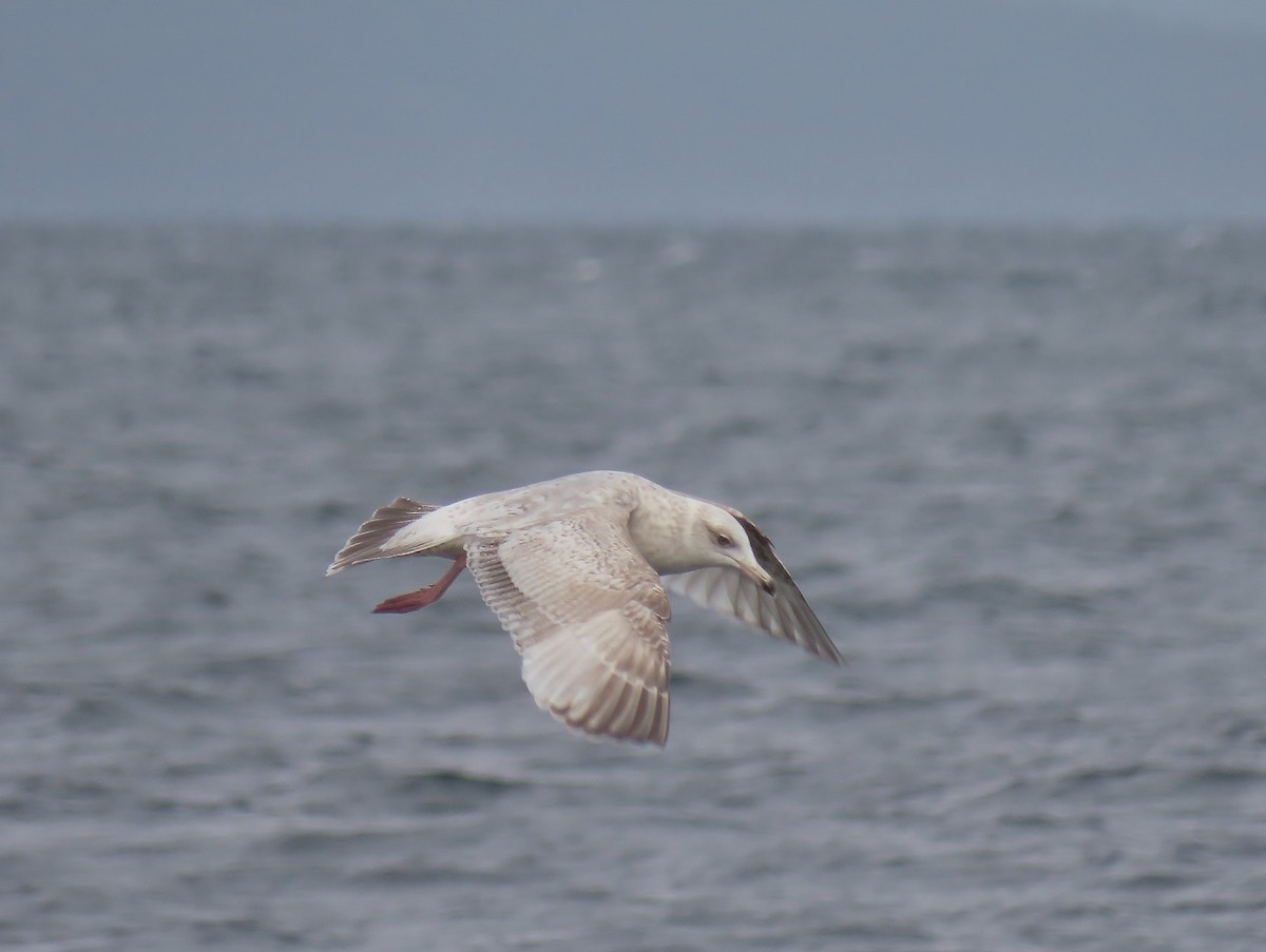 American Herring x Glaucous Gull (hybrid) - ML632036639