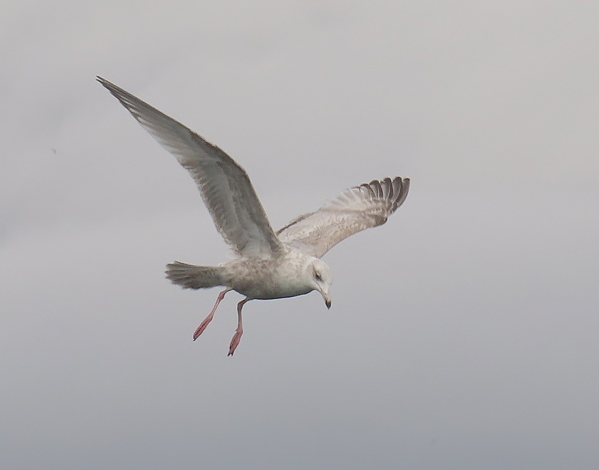 American Herring x Glaucous Gull (hybrid) - ML632036663
