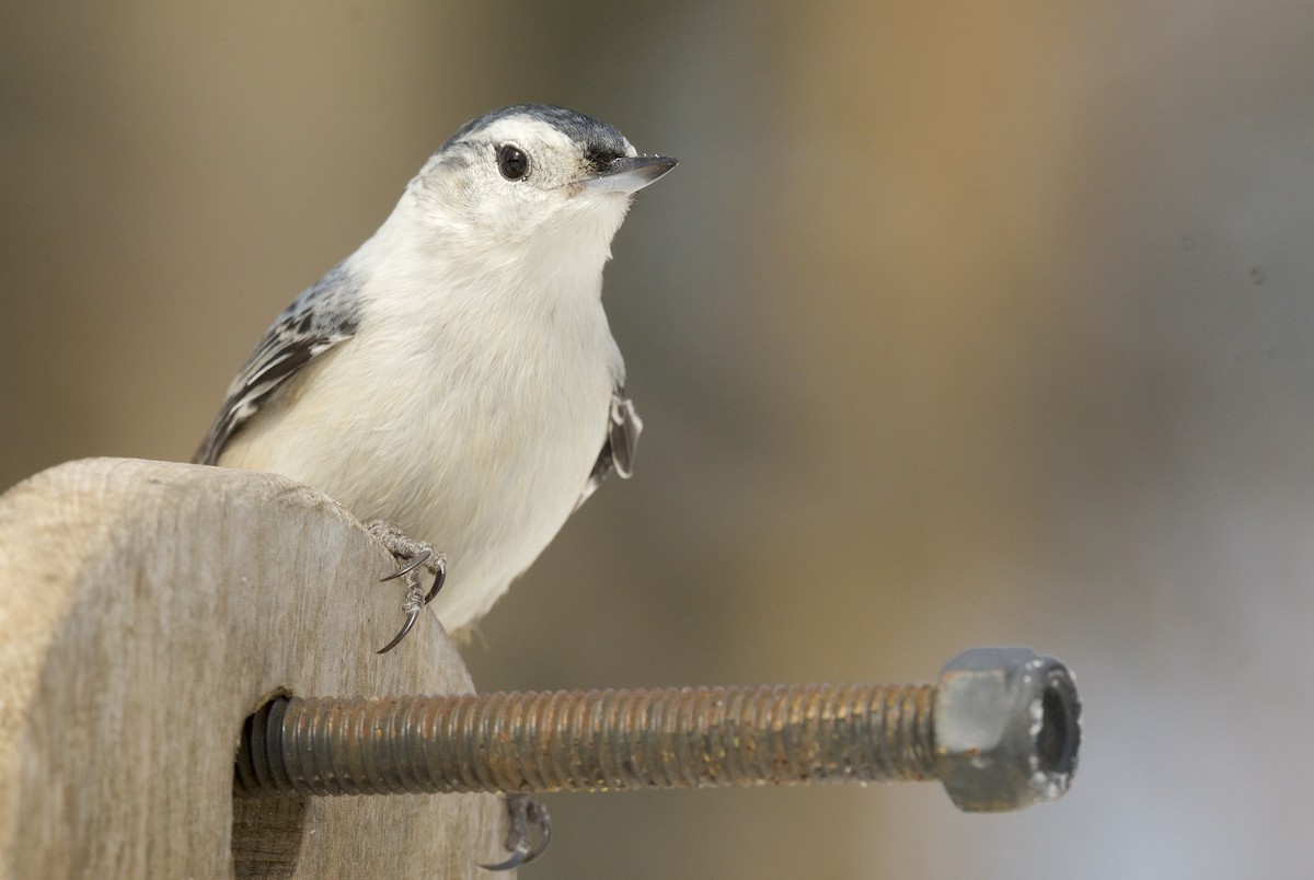 White-breasted Nuthatch - ML632036724