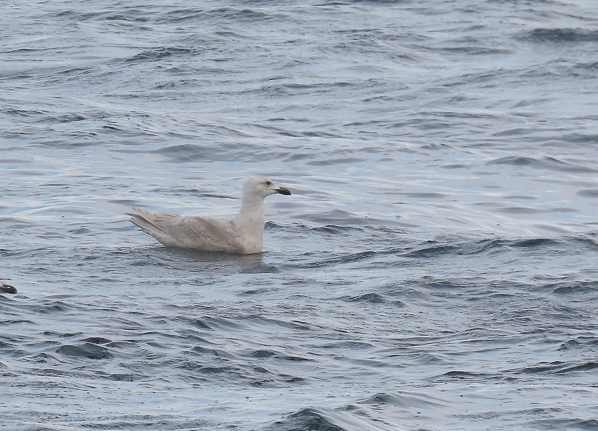 Glaucous x Glaucous-winged Gull (hybrid) - ML632036727