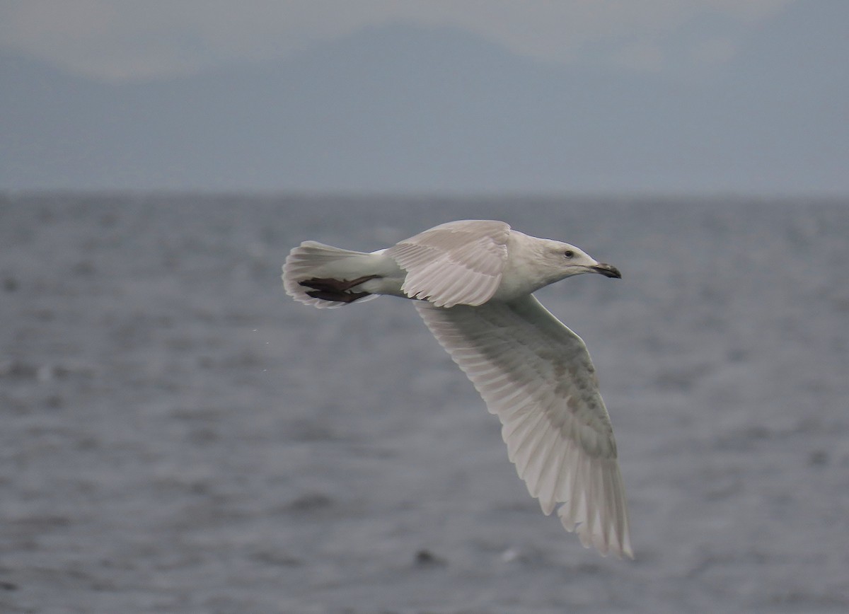 Glaucous x Glaucous-winged Gull (hybrid) - ML632036733