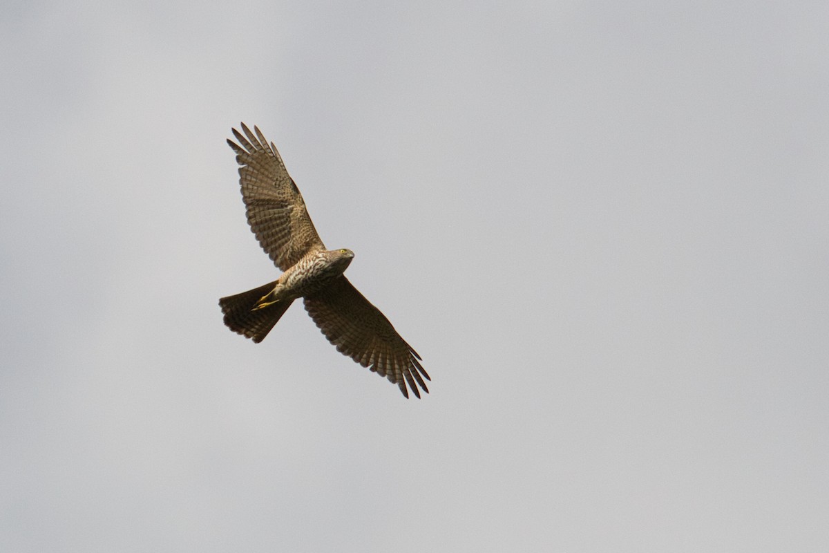 Brown Goshawk - ML632036736