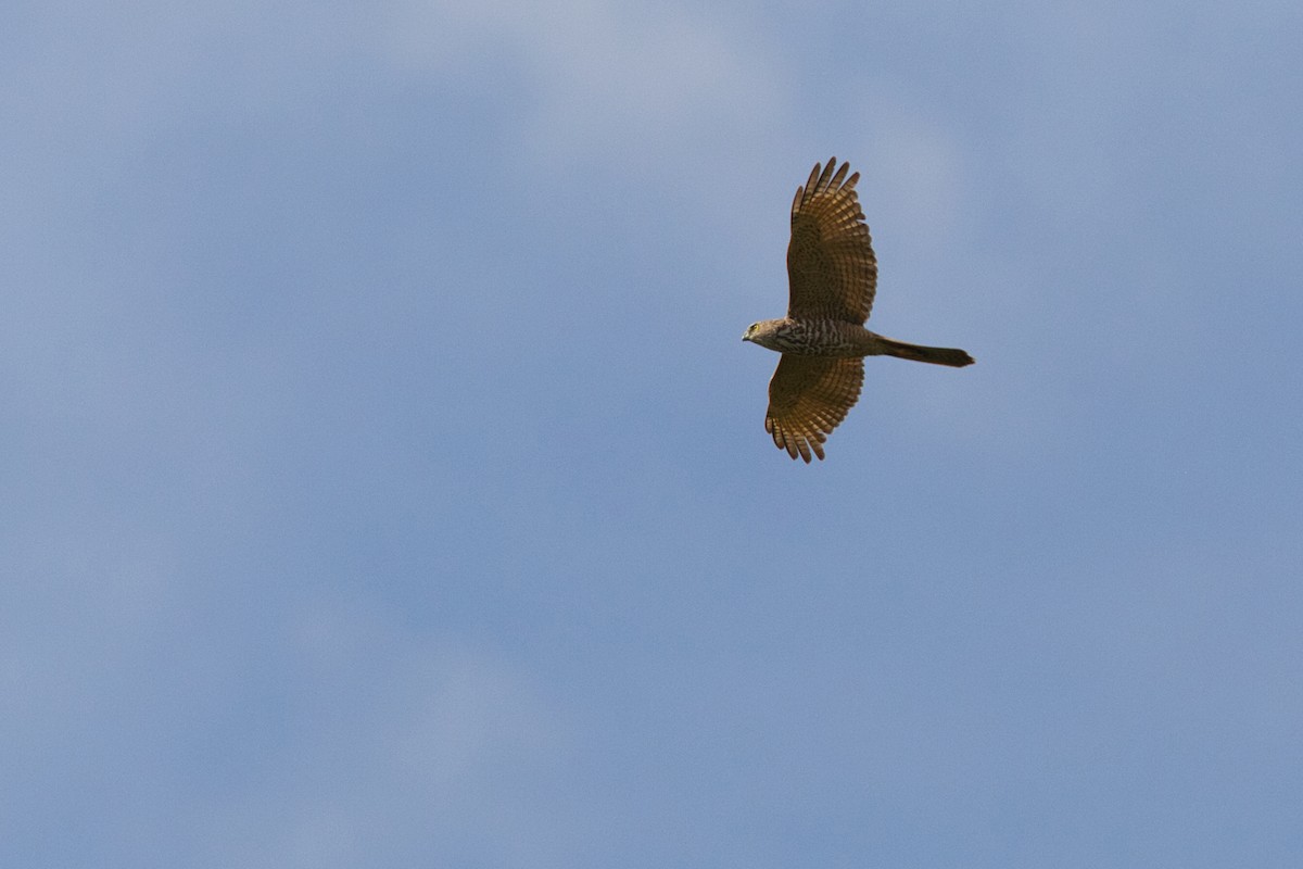 Brown Goshawk - ML632036737