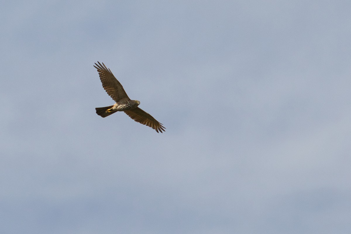 Brown Goshawk - ML632036738