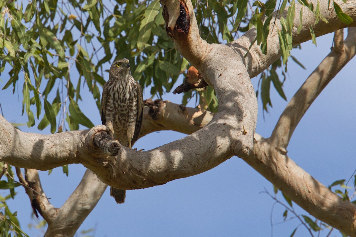 Brown Goshawk - ML632036739