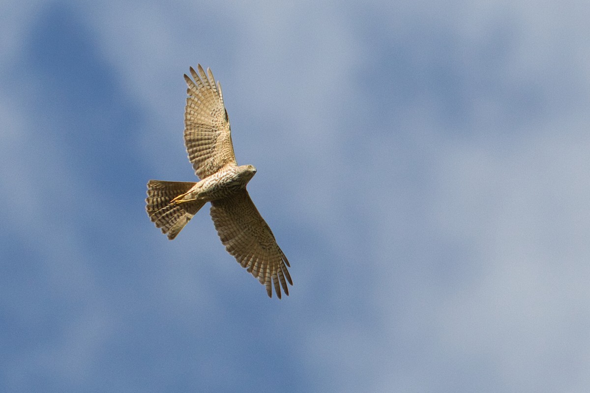 Brown Goshawk - ML632036740
