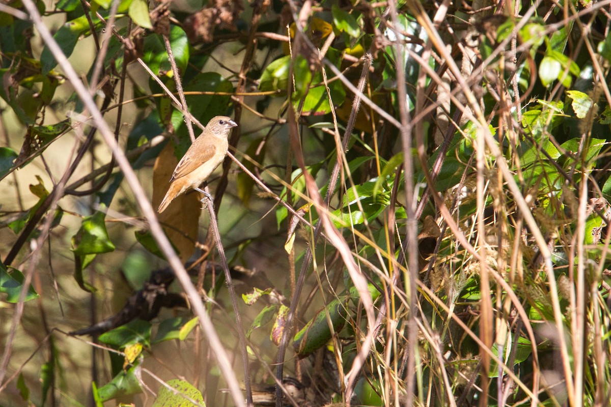 Chestnut-breasted Munia - ML632036741