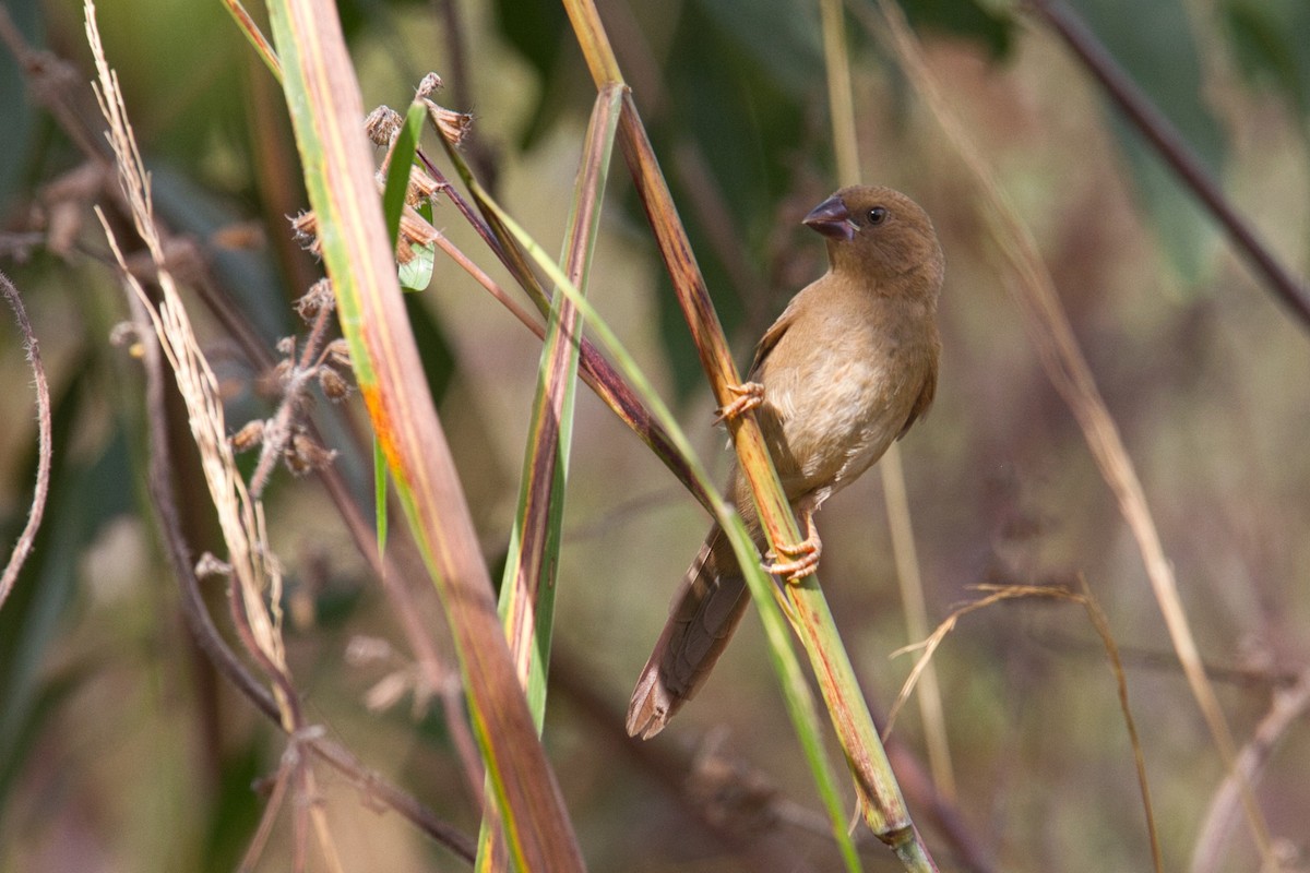 Crimson Finch - ML632036743