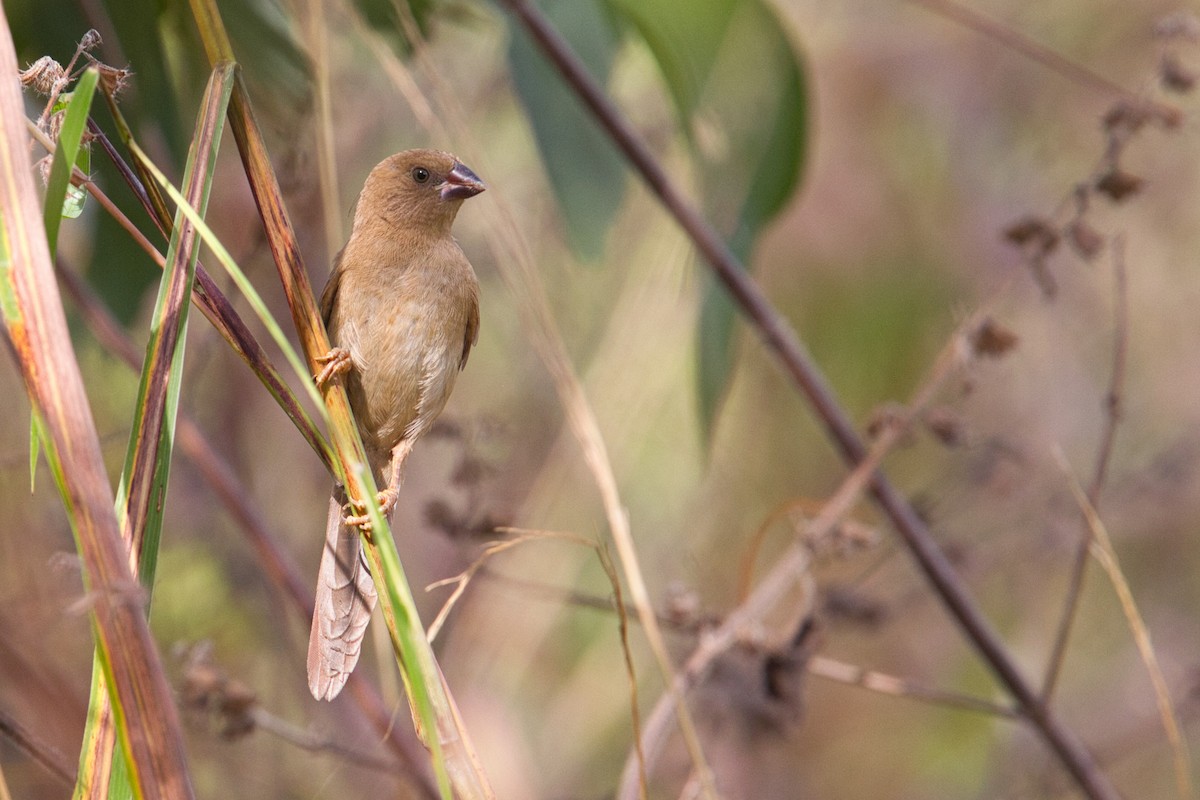 Crimson Finch - ML632036744