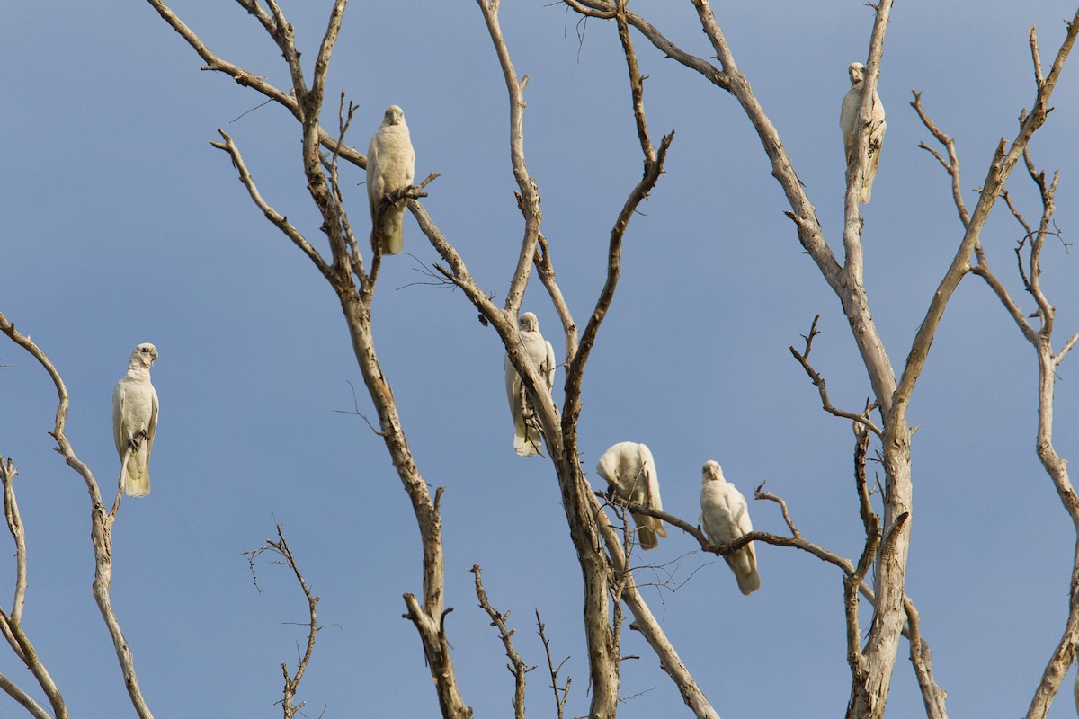 Little Corella - ML632036747