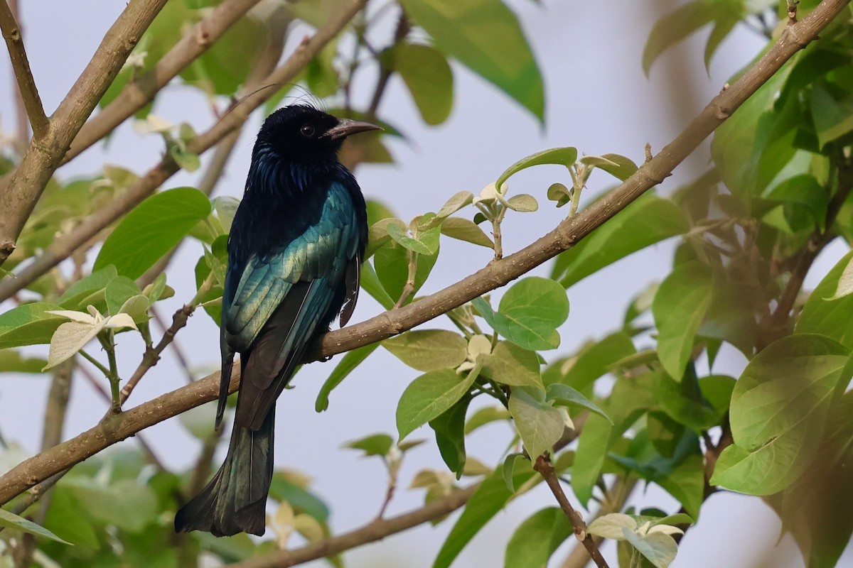 Hair-crested Drongo (Hair-crested) - ML632036829