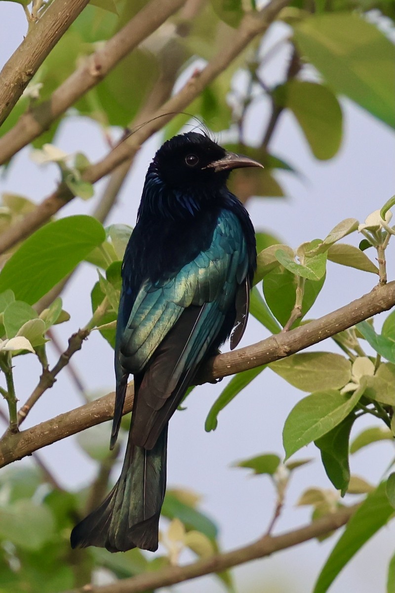 Hair-crested Drongo (Hair-crested) - ML632036830