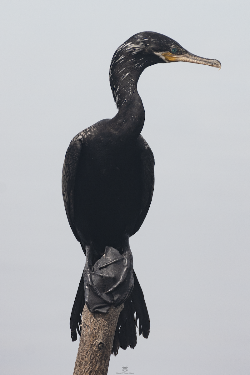 Neotropic Cormorant - ML632036836