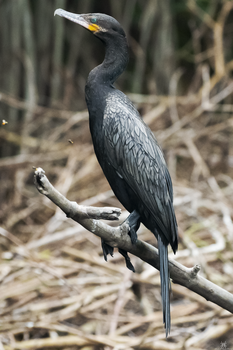 Neotropic Cormorant - ML632036837