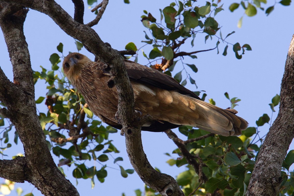 Whistling Kite - ML632036854
