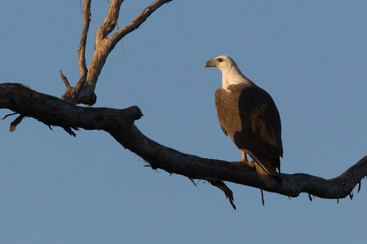 White-bellied Sea-Eagle - ML632036855