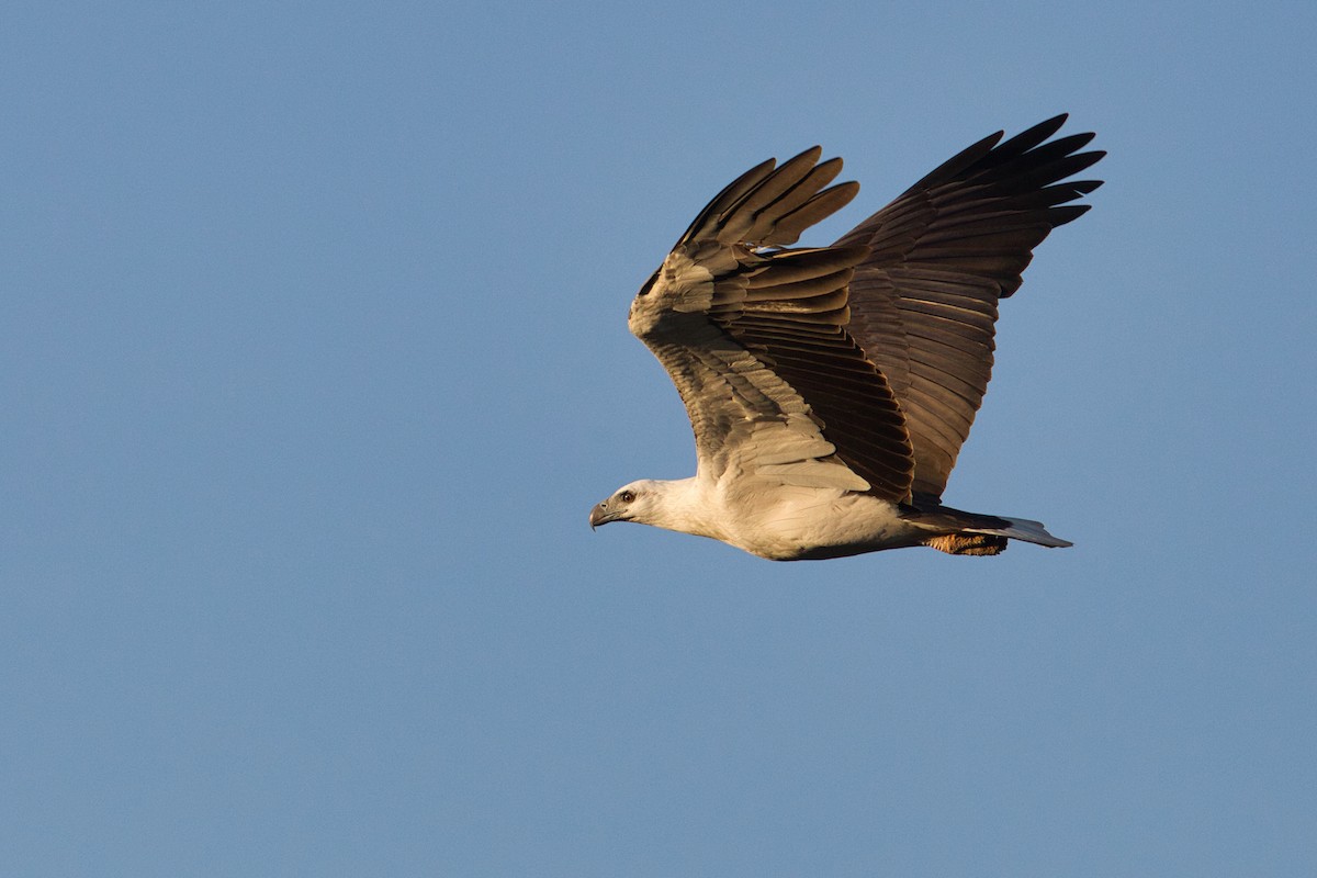 White-bellied Sea-Eagle - ML632036856
